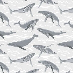 Humpback Whales on Silver Grey