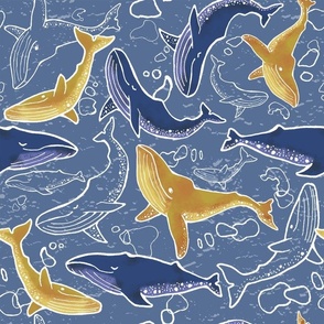 Blue whales ash blue