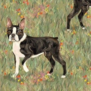 Boston Terriers On Wildflower Field