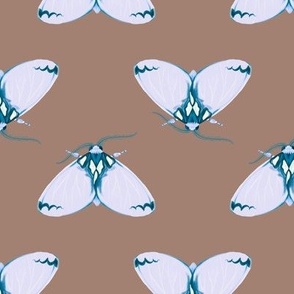 Lavender moths