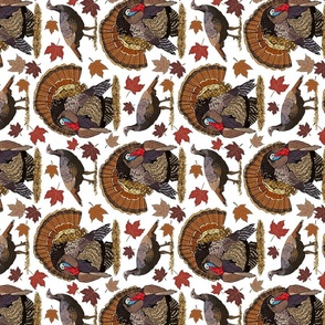 Wild turkey on white 8x8 sideways