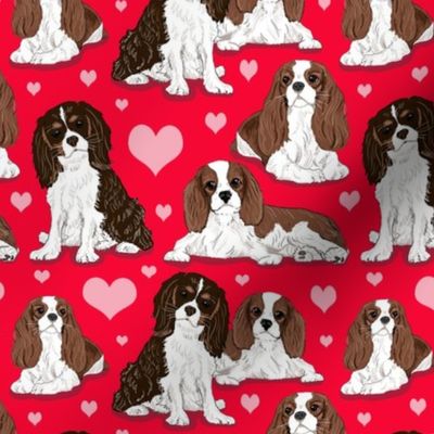 Cavalier King Charles Spaniel on red 6x6