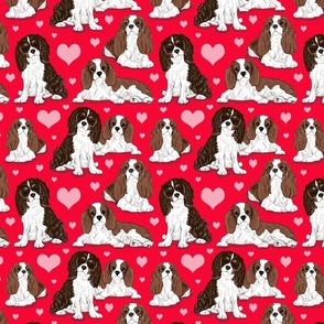 Cavalier King Charles Spaniel on red 8x8