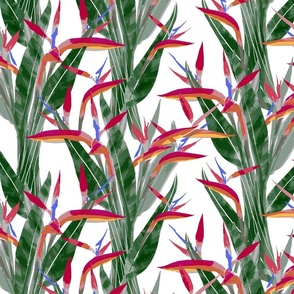 Medium painterly bird of paradise - Vibrant White