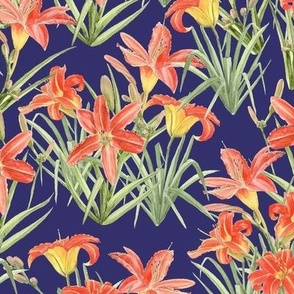 Daylilies - Navy