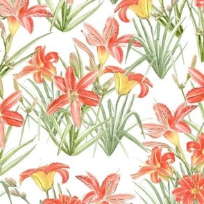 Daylilies - White 