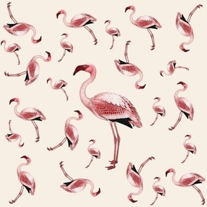 Flamingos