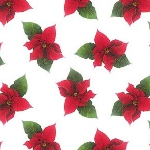 Poinsettia_white