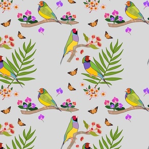 Gouldian Finch, Family #1 - silver grey, medium 