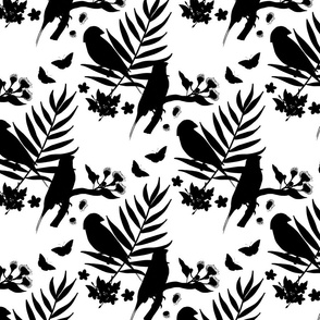 Gouldian Finch, Love Birds - black silhouettes on white, medium 