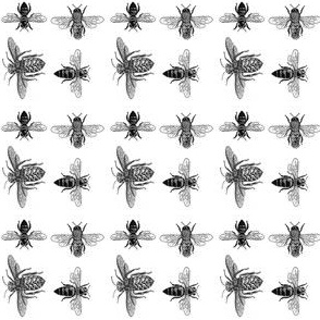 Black and White Honeybees 