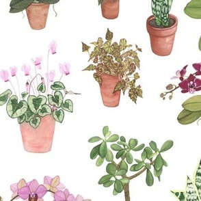 Watercolor Flowering Houseplants Cool Colors