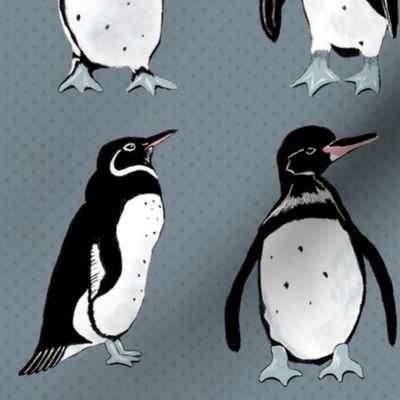 Galápagos Penguins grayish blue medium