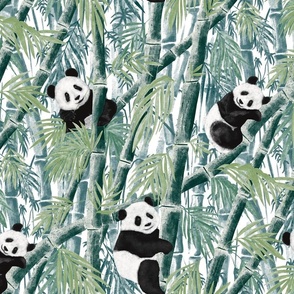 Giant Panda in the Bamboo Forest White Background