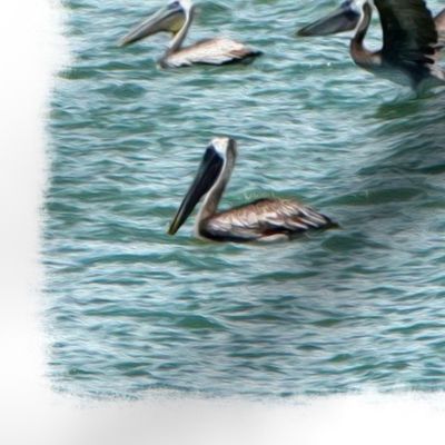 Brown Pelican Frenzy