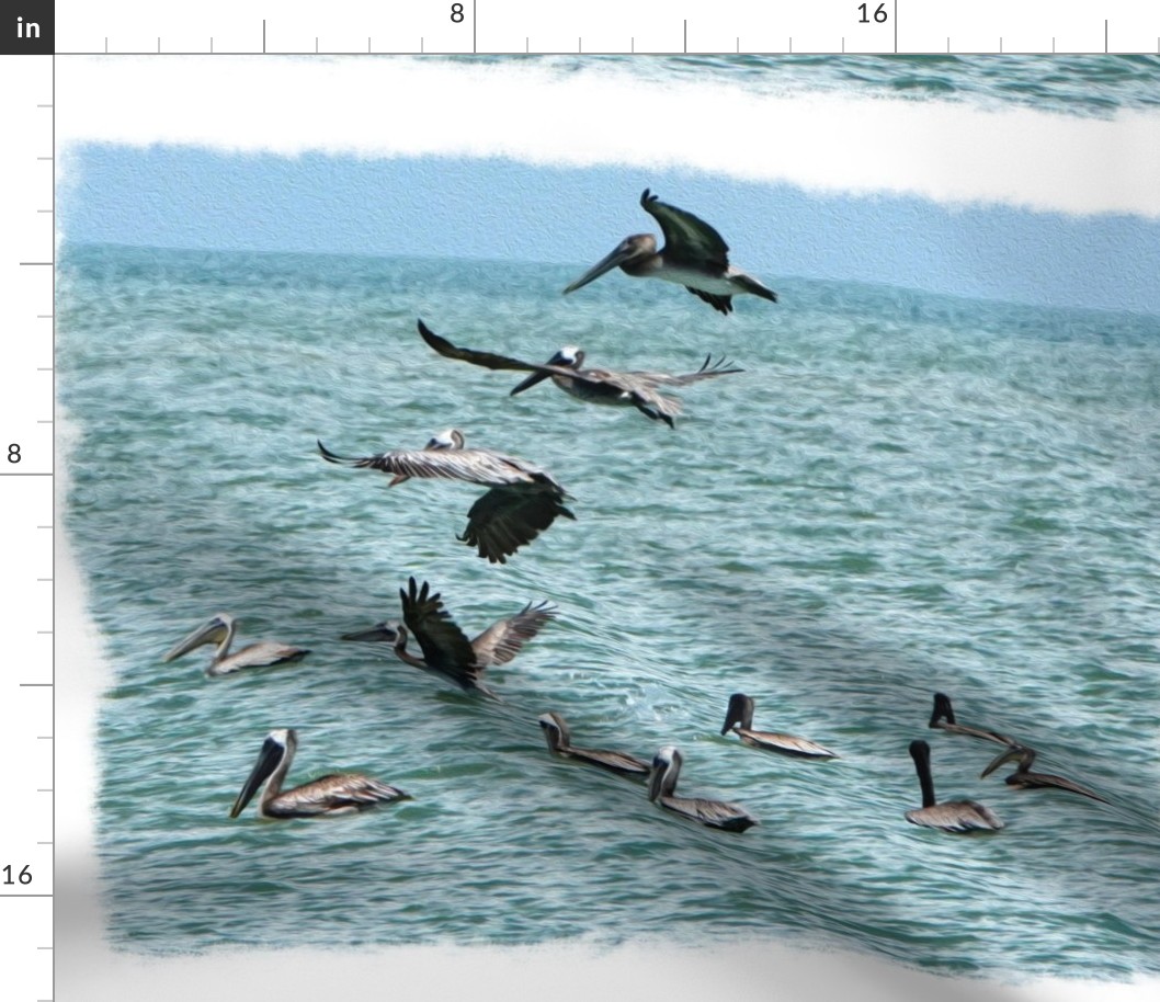 Brown Pelican Frenzy