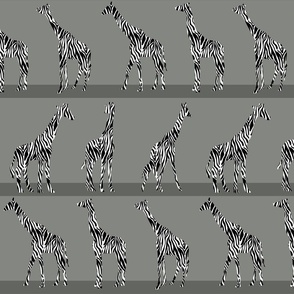 Zebra giraffes on gray stripes medium