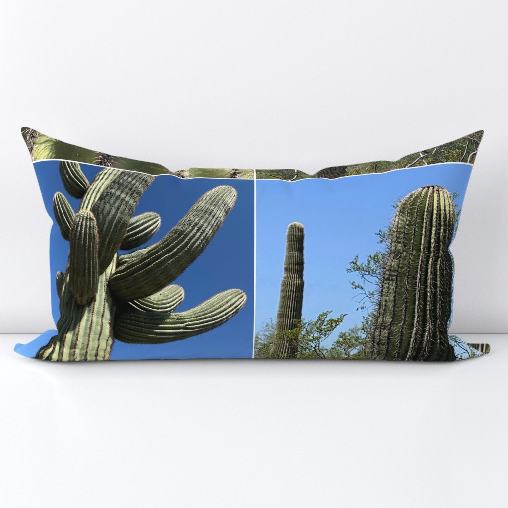 Saguaro-photo Desert views