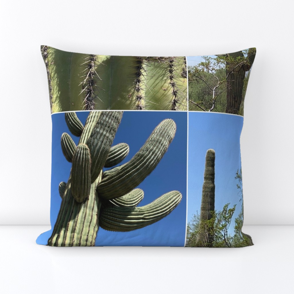 Saguaro-photo Desert views