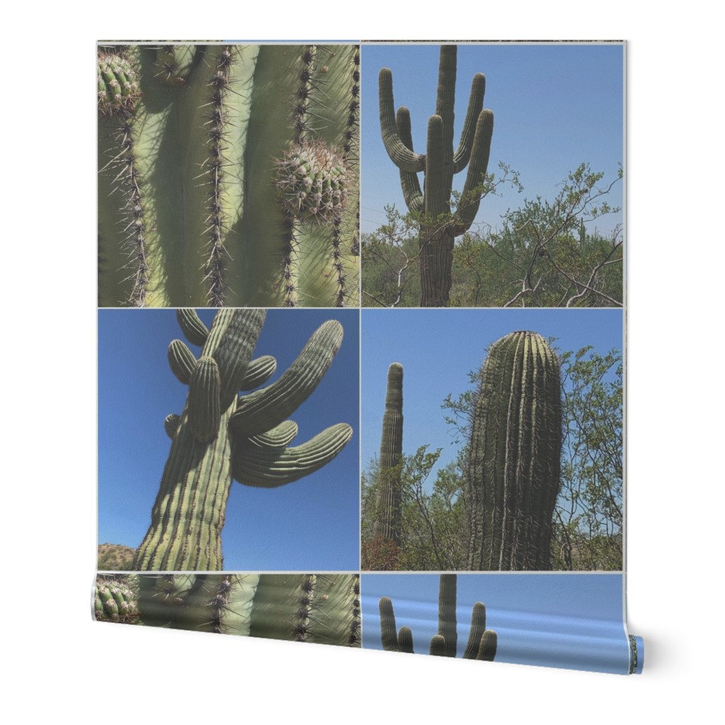 Saguaro-photo Desert views