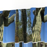 Saguaro-photo Desert views