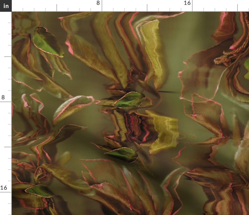 Acalypha - 1