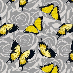 Small Yellow Butterflies on Gray