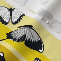 Gray Butterflies on Yellow Stripes