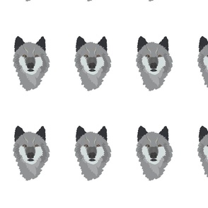 Grey wolf 