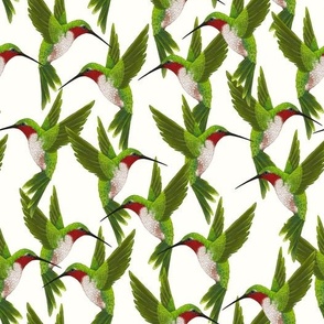 Ruby Throated Hummingbird on white background