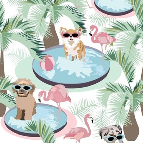 Palm Springs Pool Pups