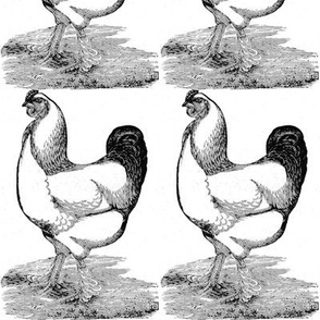 Victorian Etching Light Brahma Cock (black and white)