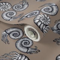 Ammonites