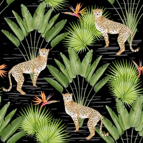 cheetah in  jungle | black