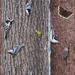 nuthatches, downy woodpecker, brown creeper, and mourning cloak on tree trunks