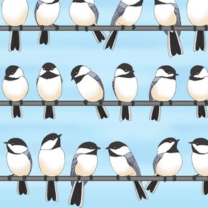 black capped chickadees on a line