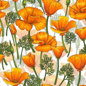 California poppies on white