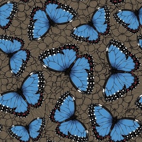 Blue morpho butterflies on bark brown