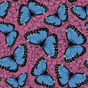 Blue morpho butterflies on peony pink