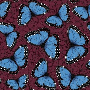 Blue morpho butterflies on wine red