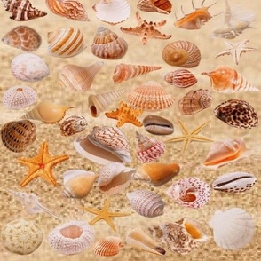 coquillages et étoiles de mer disposés sur le sable en tons chauds