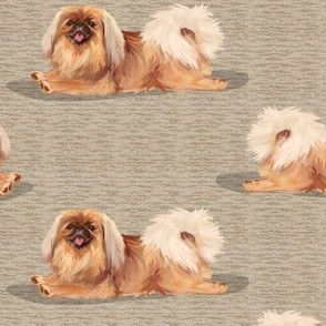 Happy Pekingese Lying Down