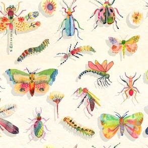 Insect study