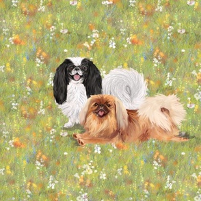 Two Pekingese Dogs on WIldflower Field for Pillow