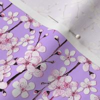 cherry blossom on lilac or pale violet