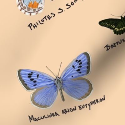 extinct butterflies