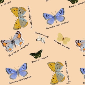 extinct butterflies