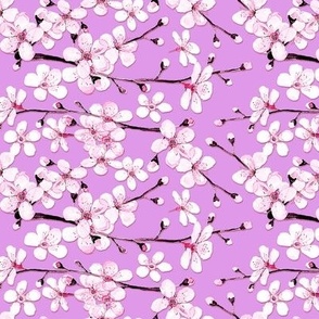 cherry blossom on pastel violet or lilac