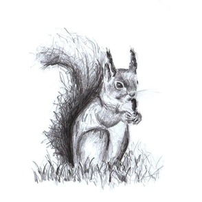 Squirrel Sketch Free Stock Photo  Public Domain Pictures