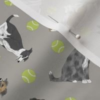 Tiny assorted Border Whippets - tennis balls